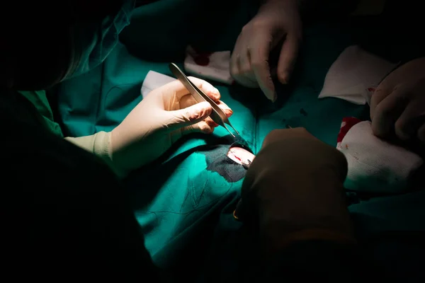皮膚科の病変を除去した後 外科医の手のクローズアップは 皮膚を閉じます 緑の滅菌フィールド上の針ホルダー シルク縫合 力と滅菌手袋で縫合します — ストック写真
